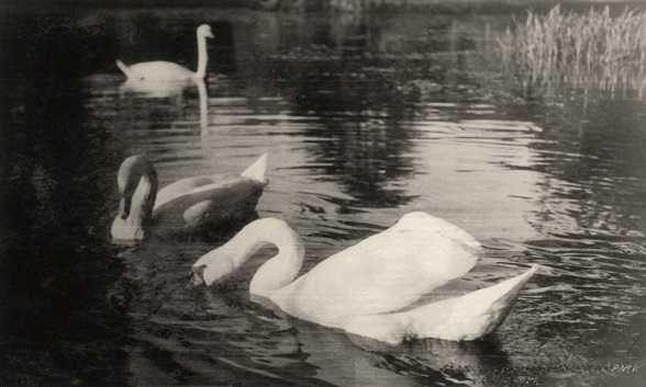 Łabędzie na stawie w parku. Fotografia z latach 30. XX wieku autorstwa Michała Święcha