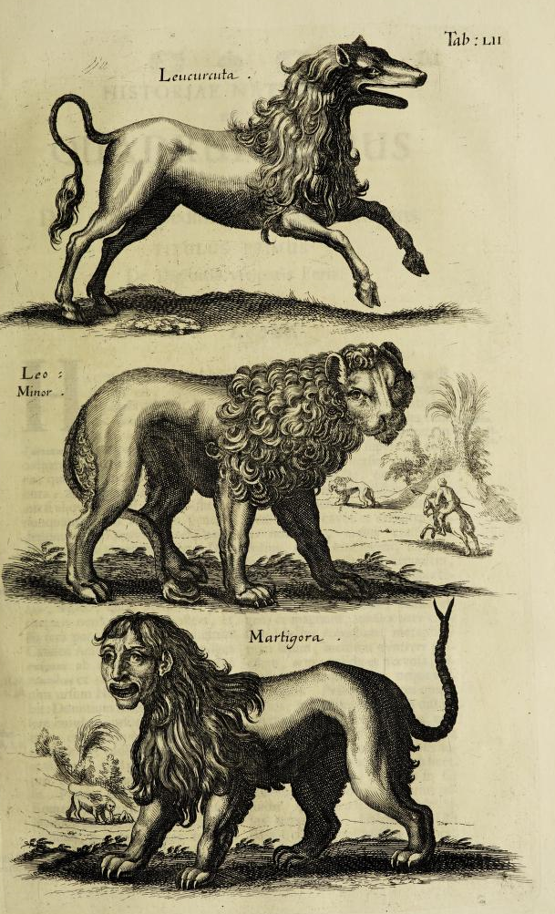 Rysunek z dawnej książki o zwierzętach